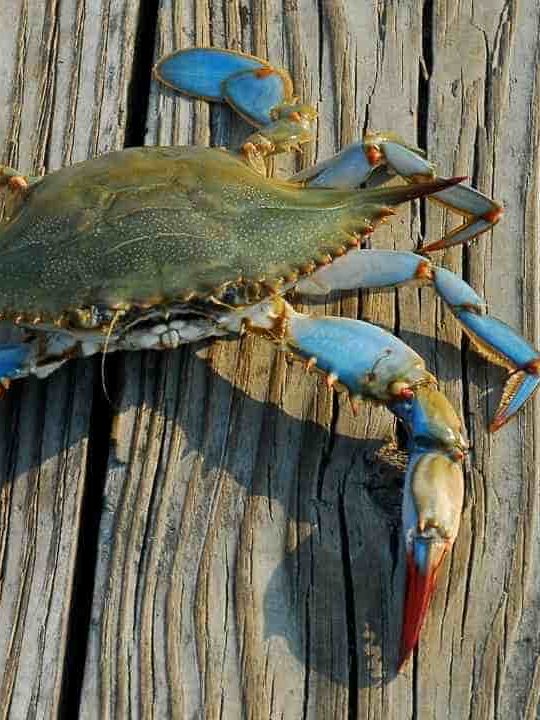 Can You Cook Dead Blue Crabs