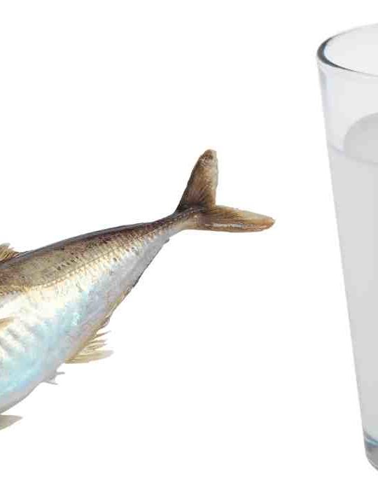 Can You Drink Milk After Eating Fish