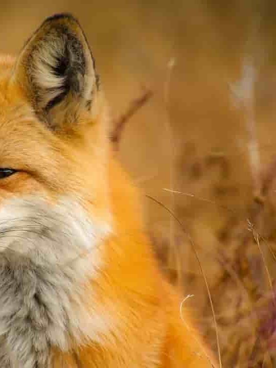 Can You Eat A Fox