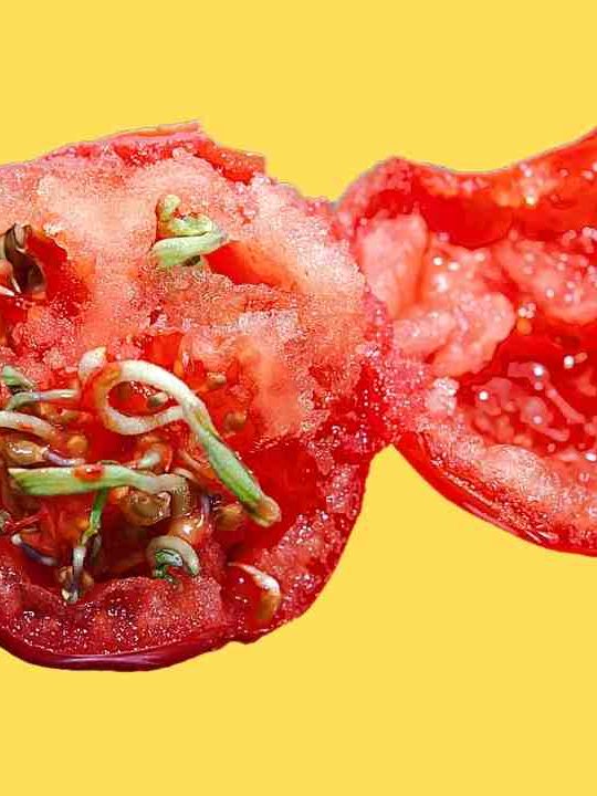 Can You Eat A Tomato With Seeds Sprouting Inside