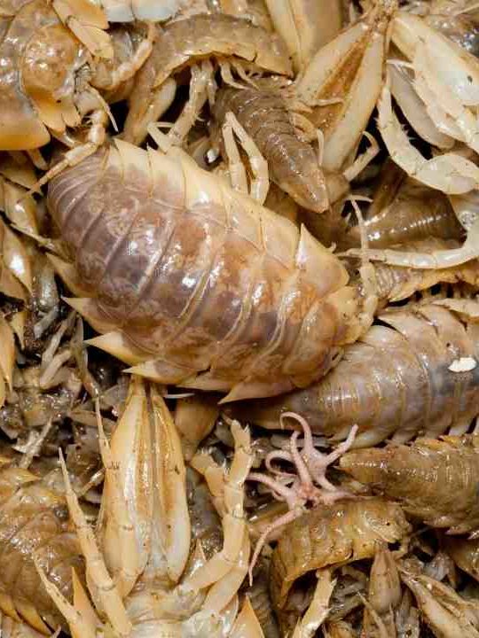 Can You Eat An Isopod