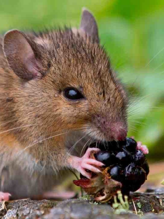 Can You Get Sick From Eating Something A Mouse Chewed On