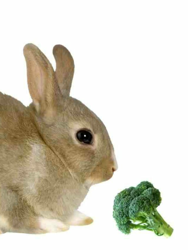 Can Bunnies Consume Broccoli