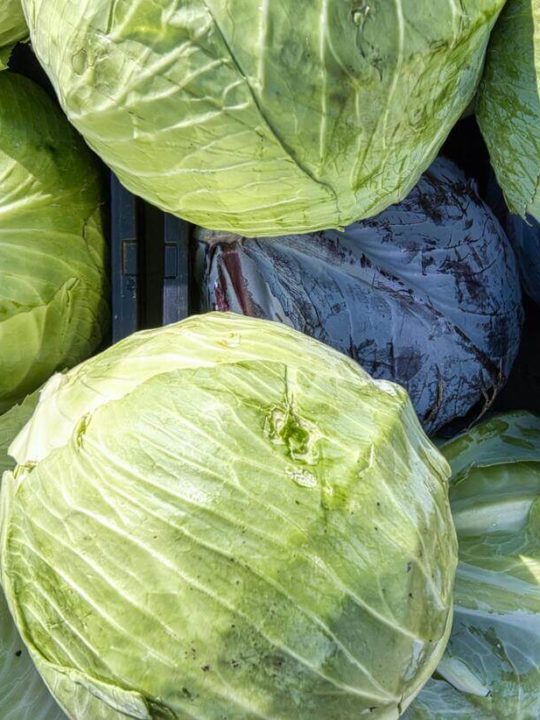 Can Cabbage Be Frozen For Later Use