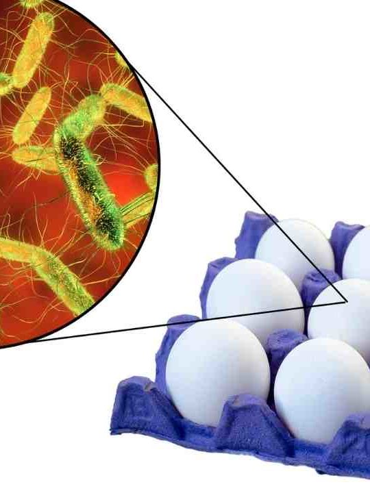 How Common Is Salmonella In Raw Eggs