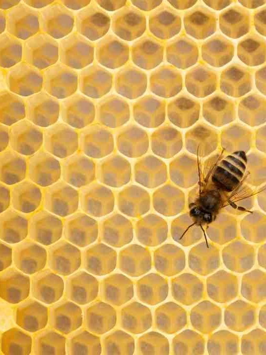 How Do Bees Make Royal Jelly