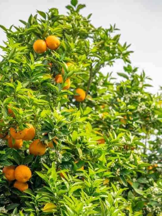 How Long Does It Take For Oranges To Grow