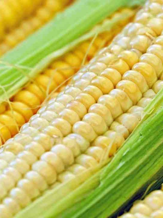 How Many Dozen Are In A Bushel Of Corn