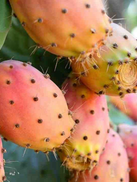 How To Remove Spines From Prickly Pear Fruit