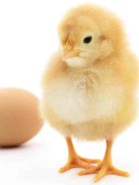 How To Tell If Chicken Eggs Are Fertile