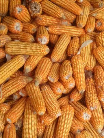 On Average How Many Rows Of Kernels Are On An Ear Of Corn