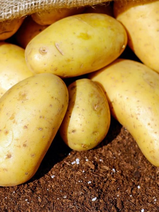 Can I Compost Potatoes