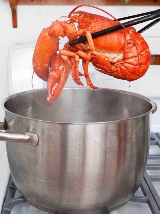Why Do We Boil Lobsters Alive