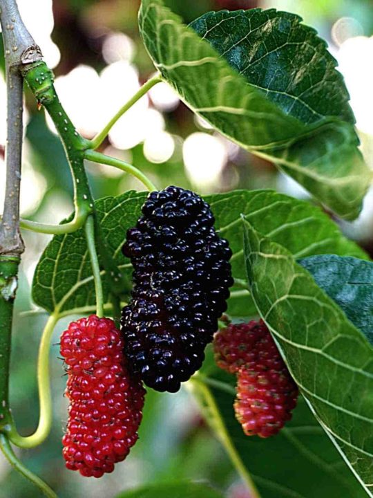 Are Mulberries Safe To Eat Off The Tree