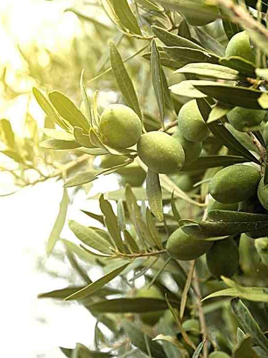 Are Olives Safe To Eat Off The Tree