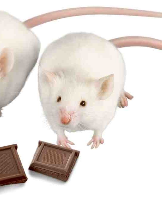Can Mice Eat Chocolate