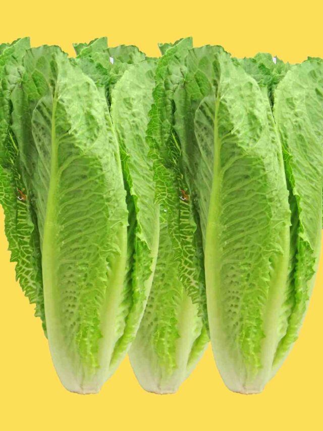cropped-how-long-does-it-take-to-pass-lettuce.jpg