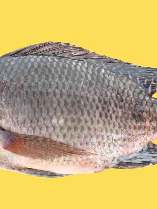 How Long Can Tilapia Stay In The Fridge