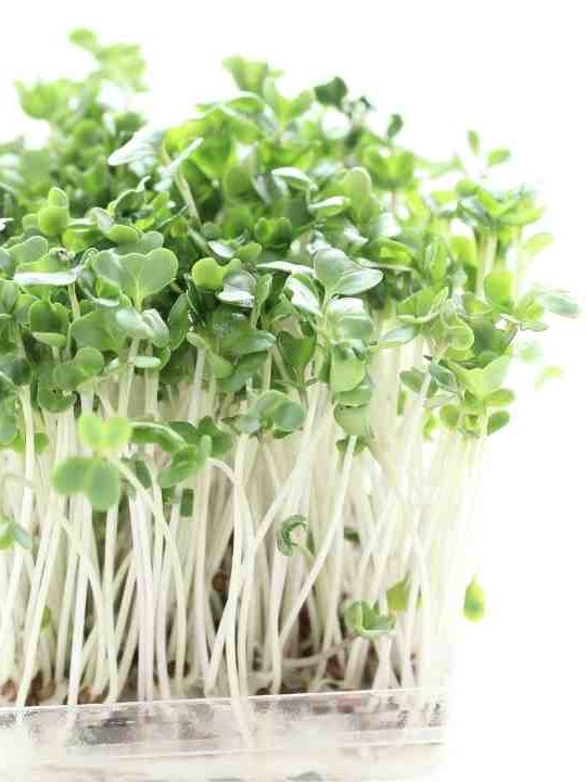 How To Freeze Broccoli Sprouts