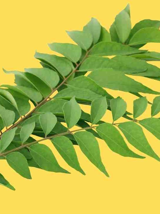 How To Freeze Curry Leaves