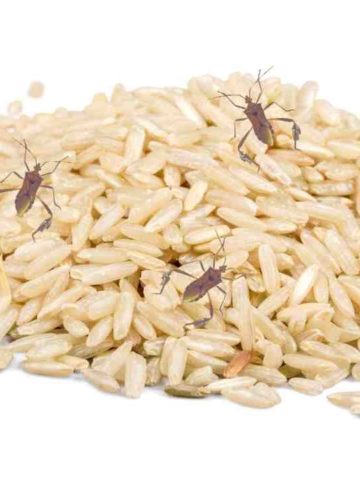 How To Protect Rice From Bugs